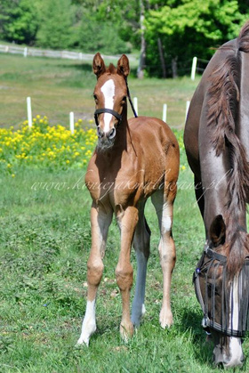 Bonjour Soleil Jak Malowana