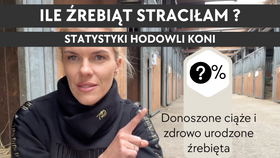 14.09.25 Ile źrebaków straciłam? Statystyki hodowli koni