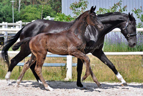 2023.06.19 3 miesiące Romeo Jak Malowanego