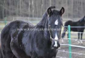 2012.07.31 Lipcowe pożegnanie z Diverso