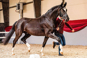 2023.03.04 Śląsko - Opolski Czempionat Koni w Radzionkowie Shavalou H i Be in love