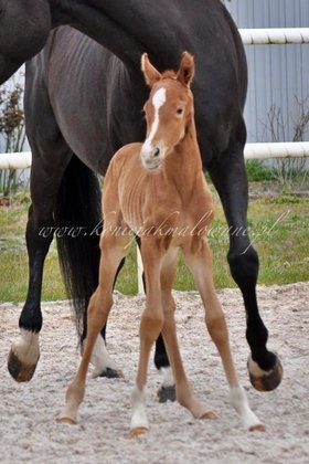 Bubble Bee Jak Malowana - SPRZEDANA