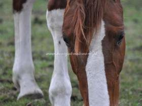 2011.04.07 - Klacze na wyźrebieniu