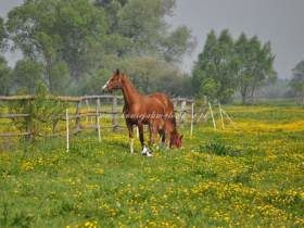 2011.05.16 - Szczęśliwa Dream z córeczką