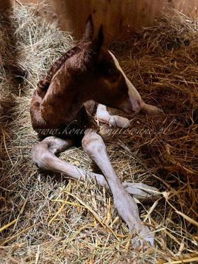 2023.03.06 Narodziny Delightfull Jak Malowanego