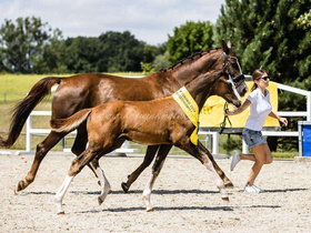 2024.08.07 Quintillion Jak Malowany Czempionem wystawy Hanowerskiej w Kunowie