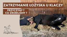 11.06.25 Zatrzymanie łożyska u klaczy - przyczyny i jak sobie poradziliśmy