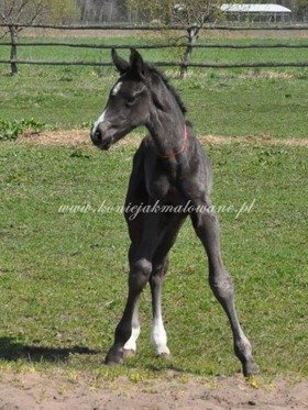 Diverso - SPRZEDANY !