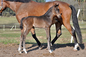 2025.03.23 Padok Rosaline Jak Malowana