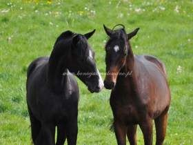 2011.05.14 - Łąki Helatio