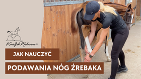 25.07.25 Jak nauczyć źrebaka podawania nóg?