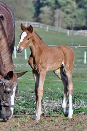 2025.04.10 Padok Olfabio Jak Malowanego