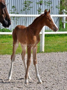 Bonjour Cherie Jak Malowana