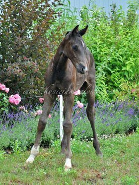 Zion Jak Malowany - SPRZEDANY