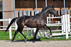 2023.11.17 Nowa klacz hodowlana Isis