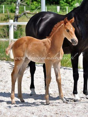 Denissita Jak Malowana - SPRZEDANA