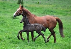 2017.05.26 Radość z oglądania Daiquiri