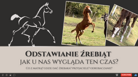 19.10.24 Odstawianie źrebiąt - jak u nas wygląda ten czas?