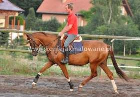 2014.09.08 Początki Sarabi pod siodłem