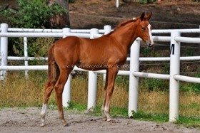 2019.09.13 3 miesiące Firefly Jak Malowanej