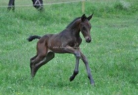 2017.06.13 Pierwsze spacery Frangipani