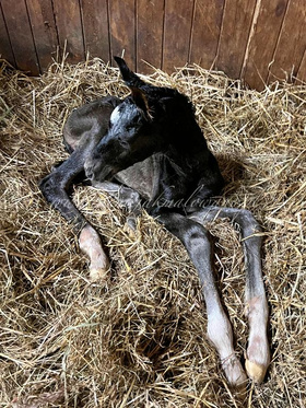 2025.04.24 Narodziny Dolce Romeo Jak Malowanego