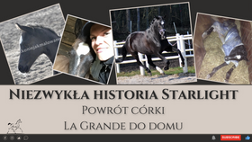 20.03.24 Niezwykła historia Starlight - powrót córki La Grande do domu