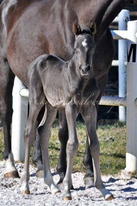 Totally Perfect - SPRZEDANY