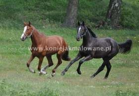 2013.07.25 Nowe stado S & S