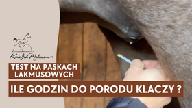 14.05.25 Ile godzin do porodu klaczy? Test na paskach lakmusowych