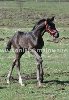 Quaterimo - SPRZEDANY !