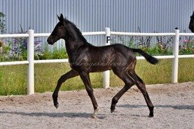 2019.08.01 Prezentacja Twilight Jak Malowanej