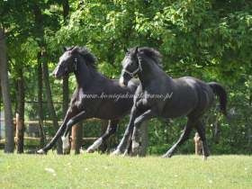 2011.05.20 - Pierwsze padoki w letniej rezydencji