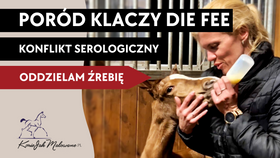 18.05.25 Poród klaczy Die Fee - oddzielam źrebię przez konflikt serologiczny