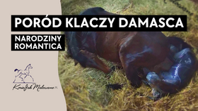 11.03.25 Poród Damasca i narodziny Romantici Jak Malowanej