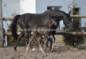 2013.04.19 Pierwszy tydzień Quaterimo