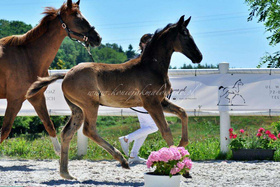 2023.07.19 3 miesiące Tellur Jak Malowanego