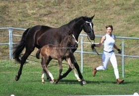 2018.07.21 Hanowerska wystawa Saheylu i Dracarys w Kunowie