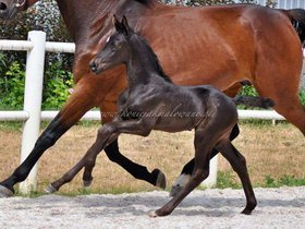 2021.06.25 Miesiąc Tanzanita Jak Malowanego