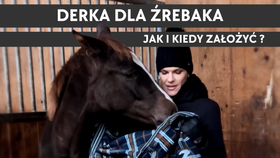 26.11.25 Derka dla źrebaka - jak i kiedy założyć ?