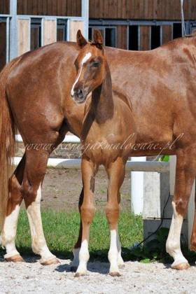 Dream of Salinero - SPRZEDANA