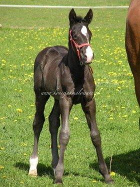 Helatio E - SPRZEDANY !