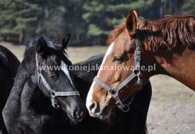 2013.03.11 Wiosenna zima