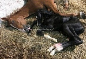 2018.05.18 Narodziny Saheylu