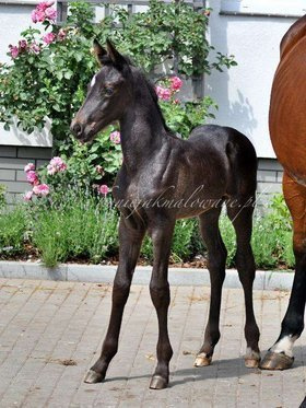 Tanzanit Jak Malowany - SPRZEDANY