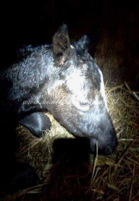 2012.04.14 - Pierwsza doba życia Starling