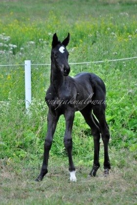 Twilight Jak Malowana - SPRZEDANA