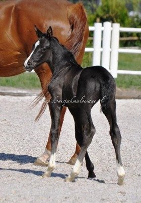 2018.05.25 Pierwsze spacery Saheylu