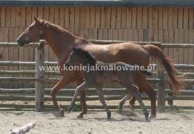 2012.05.31 Majowa Starling