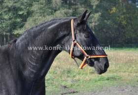 2012.10.31 Roschana w stadzie matek